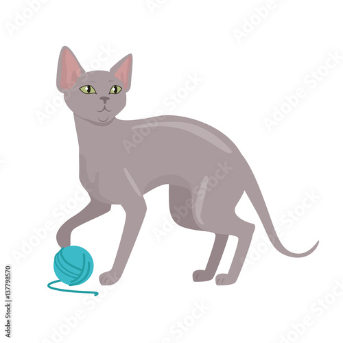 Peterbald cat Vector Flat Design Illustration