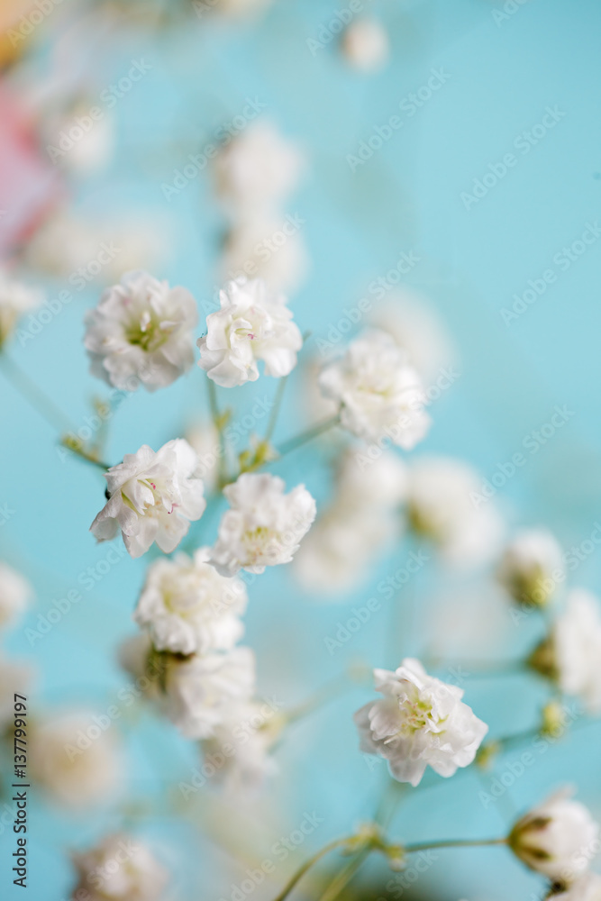 White little flowers gypsophila on blue background
