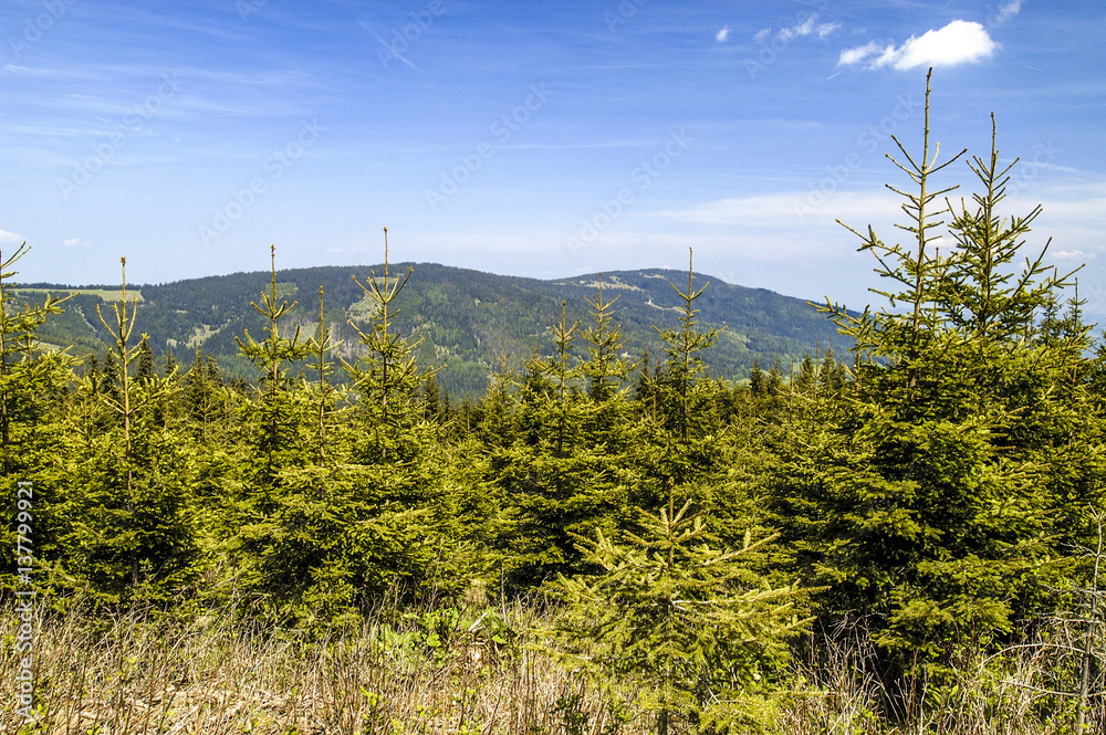 Young fir, spruce trees, Austria, Lower Austria, Southern Lower