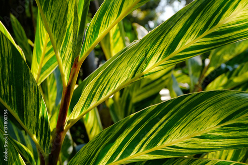 Green leaf texture under sunlight. Leaf texture background