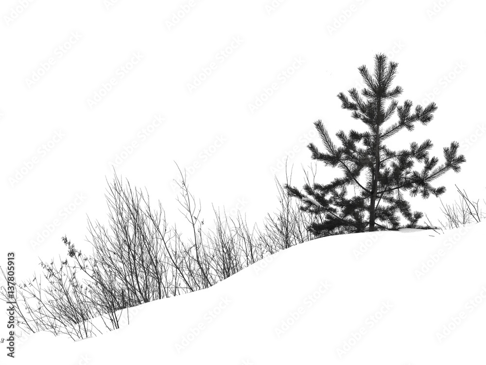 Obraz premium winter pine tree and bushes on the snow-covered hills