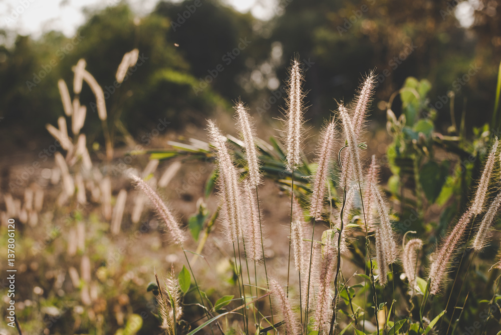 Fototapeta premium flowers grass