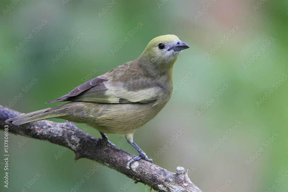 Palm tanager (Thraupis palmarum) on branch in garden, Itanhaem, Brazil Palm tanager (Thraupis palmarum) on branch in garden, Itanhaem, Brazil
