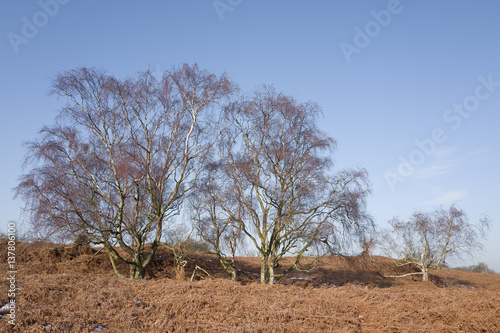 Birch tree. photo