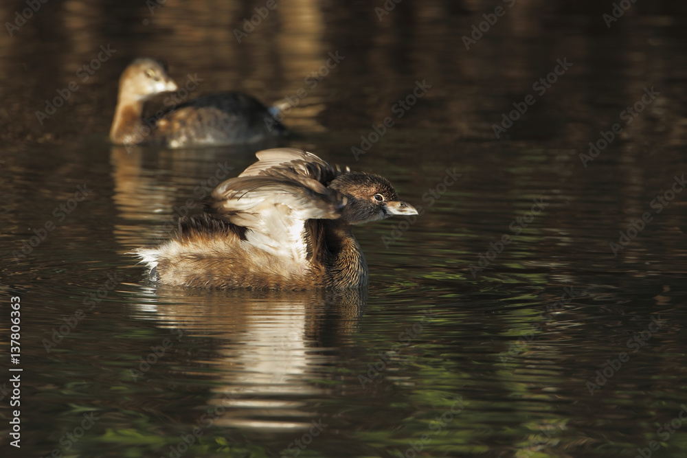 Pied-billed grebe (Podilymbus podiceps) stretching wings in early morning light, Ding Darling NWR, Florida, USA Pied-billed grebe (Podilymbus podiceps) stretching wings in early morning light, Ding Darling NWR, Florida, USA