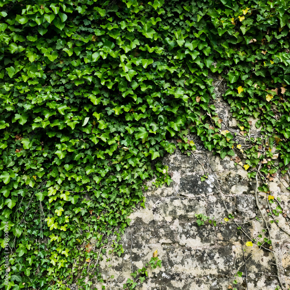 The green ivy on a stone wall, a beautiful background The green ivy on a stone wall, a beautiful background
