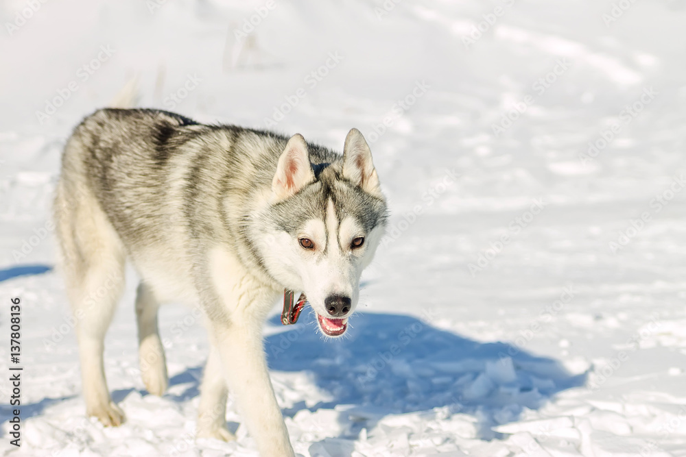 Portrait of husky puppy in winter in snow