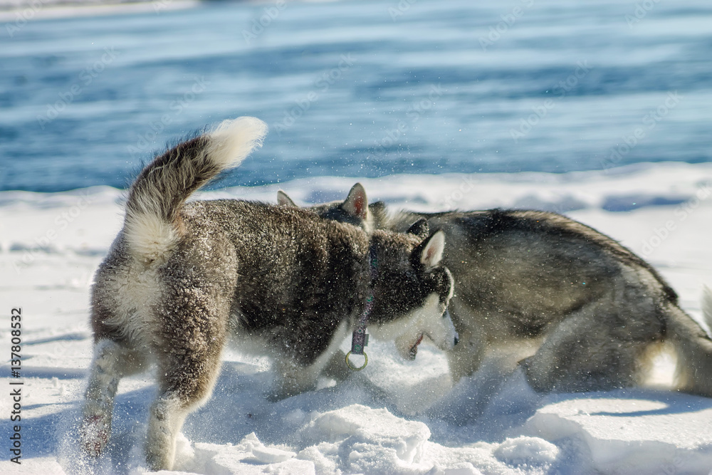 Two Huskies Schenkka fun playing in snow drifts Two Huskies Schenkka fun playing in snow drifts