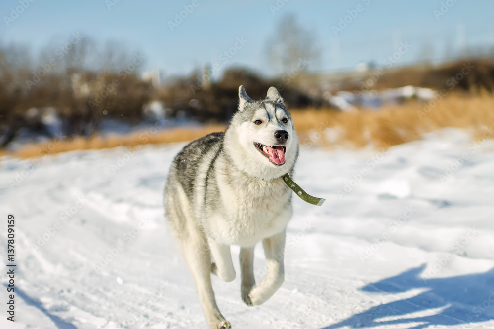 Husky Puppy fun running on the snow drifts