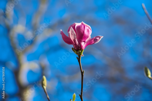 Pink Magnolia flower