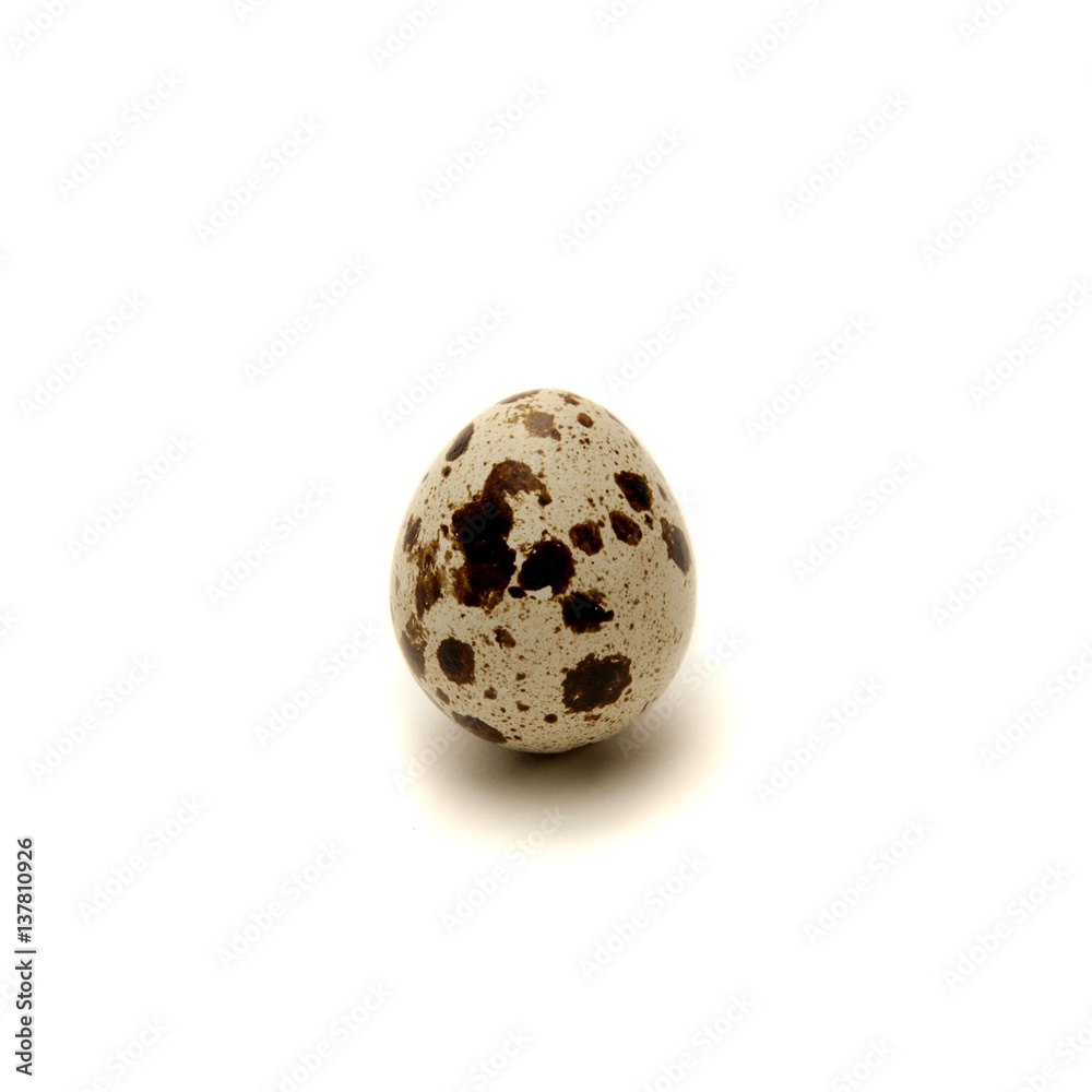 one quail egg isolated on white background one quail egg isolated on white background