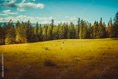 A yellow field in front of the great forest Fototapet