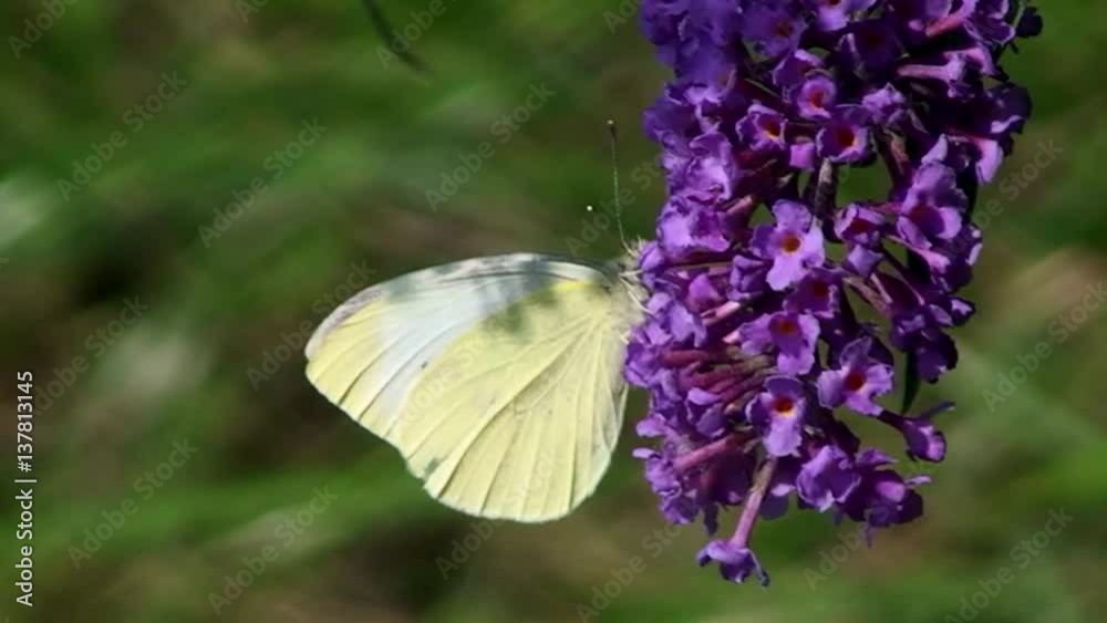 Ein Großer Kohlweißling auf den Blüten eines Schmetterlingflieders (Nahaufnahme) Ein Großer Kohlweißling auf den Blüten eines Schmetterlingflieders (Nahaufnahme)