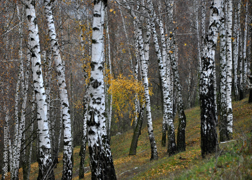 Fototapeta Naklejka Na Ścianę i Meble -  Autumn birch forest