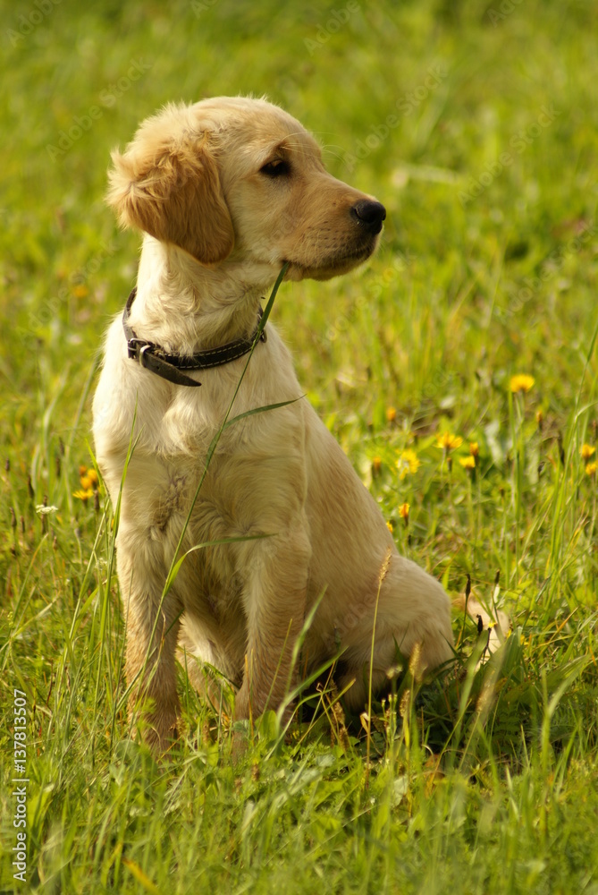 Golden retriever