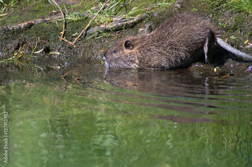 Nutria photo