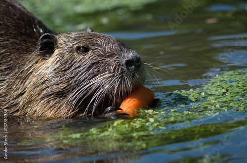 Nutria photo