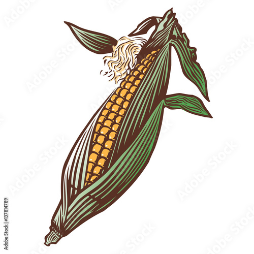 Corn in husk 2 color graphic line, lithographic or scratchboard illustration style. 