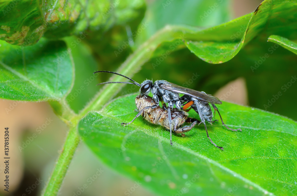 Cuckoo wasps or emerald wasps, beautiful bee was eating a spider. Cuckoo wasps or emerald wasps, beautiful bee was eating a spider.