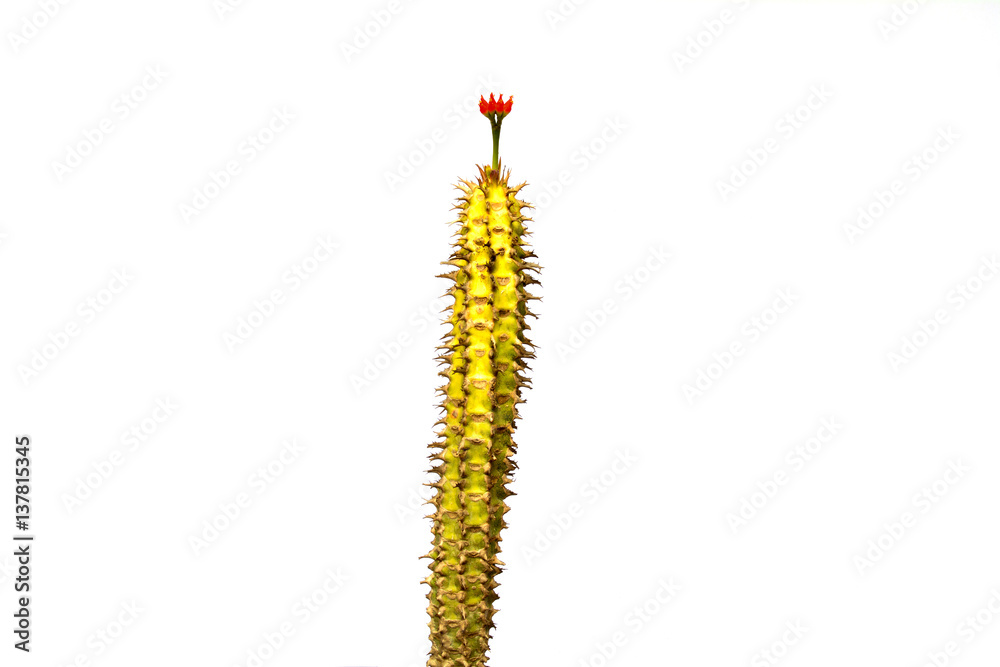Red and brooming flower and spike of cactus isolated on white Red and brooming flower and spike of cactus isolated on white