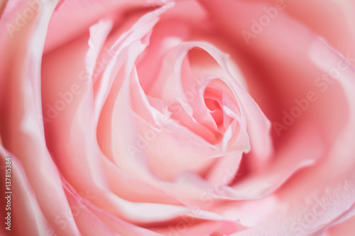 Macro photo of sweet pink rose. Soft image  selective focus. Romantic background.