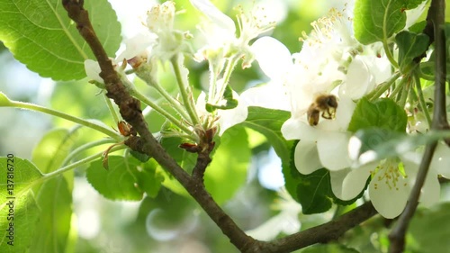  White apple blossom close up white flower blue sky background white flower slowly moving by spring breeze soft wind moving through the branches amazing beautiful fruit tree great looking in spring