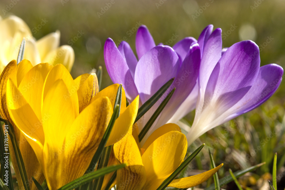 Spring bouquets, flowering crocuses, crocus Spring bouquets, flowering crocuses, crocus