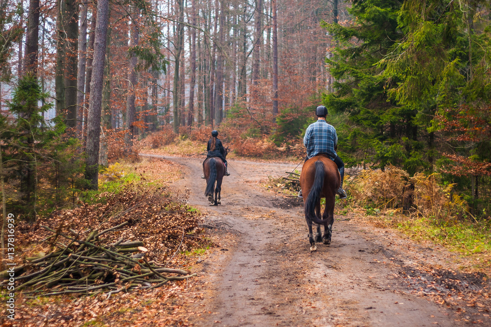 Riding a horse on the ground road in the forest. Riding a horse on the ground road in the forest.