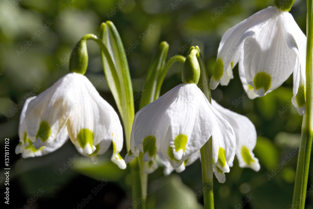 Obraz premium Blooming Snowflake in Spring