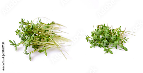 fresh green cress photo