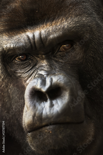 Portrait of a close-up of a silvery back gorilla. © brunogm