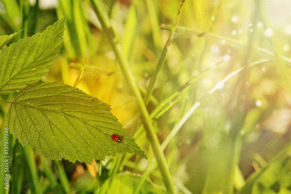 Obraz premium Spring or summer nature background with grass and flowers in the meadow