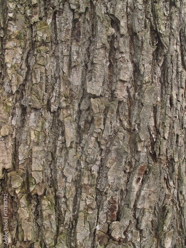 Fototapeta Naklejka Na Ścianę i Meble -  dead tree wood texture