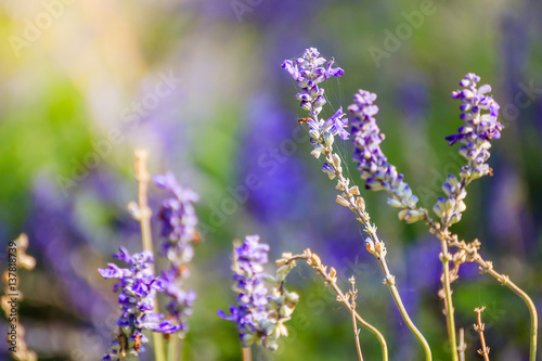 Fototapeta Naklejka Na Ścianę i Meble -  Natural flower background. Amazing nature view of purple flowers blooming in garden under sunlight at the middle of summer day.