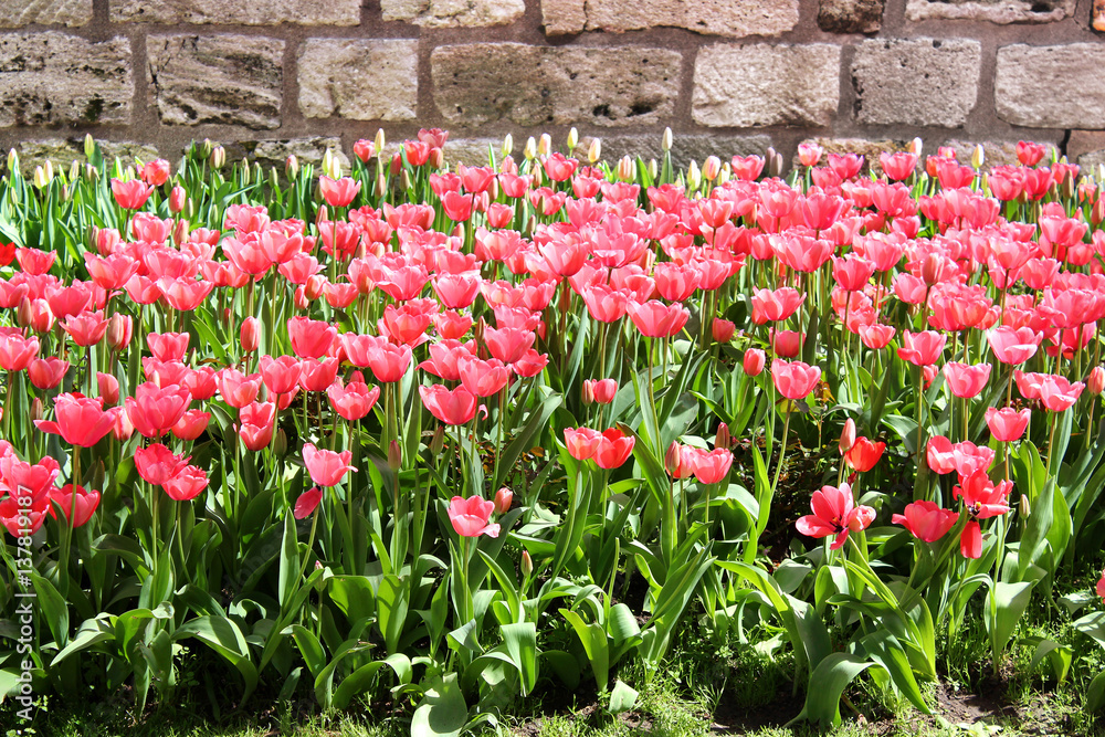 Beautiful pink tulip bed in one of the many Istanbul parks at springtime