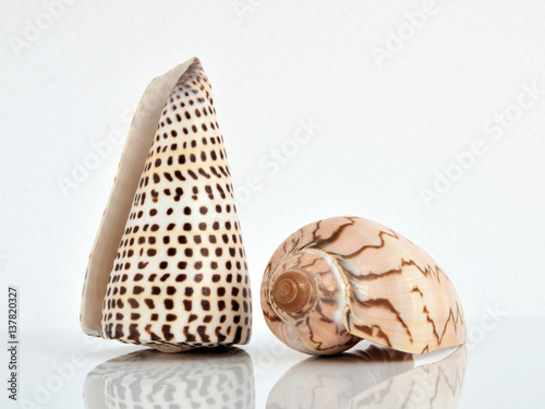 Conchas marinas.  Hermosas conchas marinas que sirven para coleccionar, estudiar o decorar.   © masauvalle