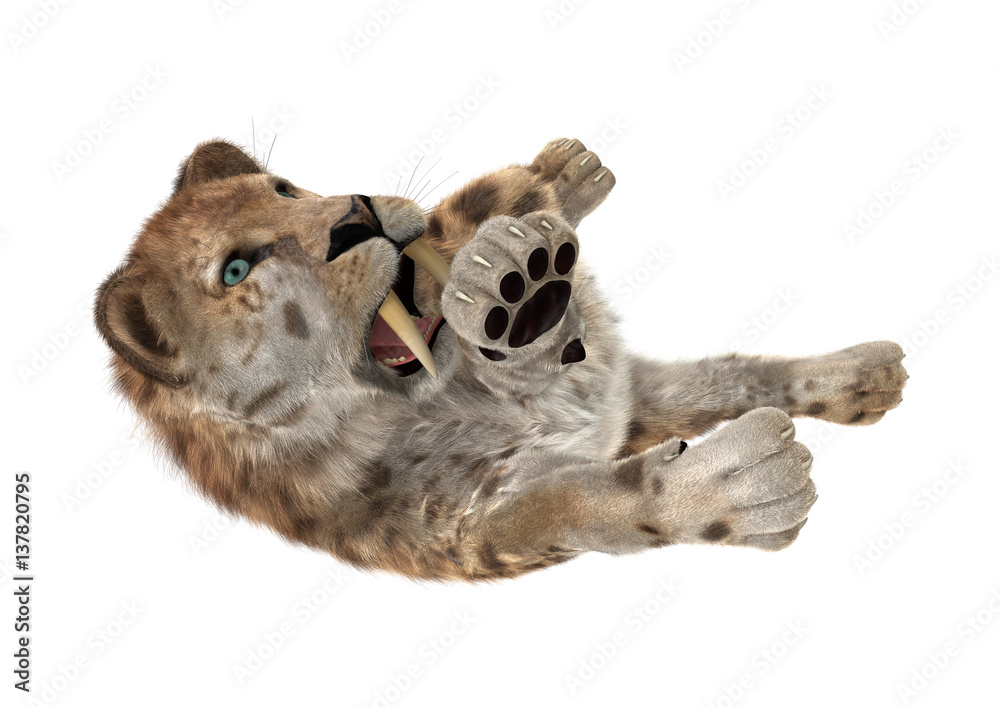 Obraz premium 3D Rendering Sabertooth Tuger on White