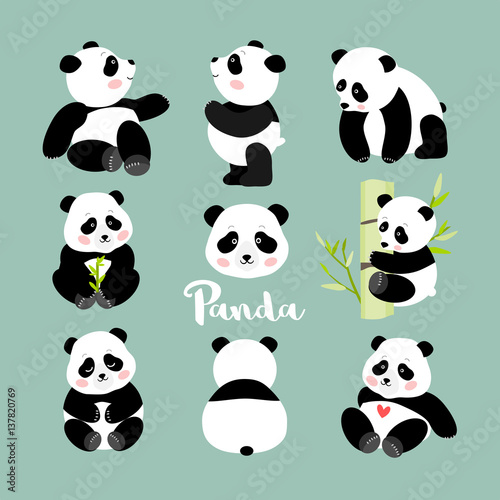 Set of young panda positions, isolated vector illustration