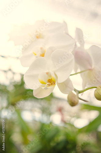 Fototapeta Naklejka Na Ścianę i Meble -  The beauty of the orchids in the garden 