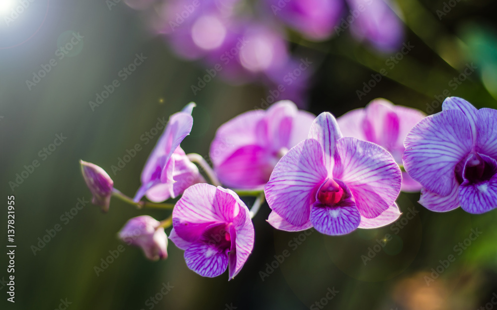 The beauty of the orchids in the garden The beauty of the orchids in the garden