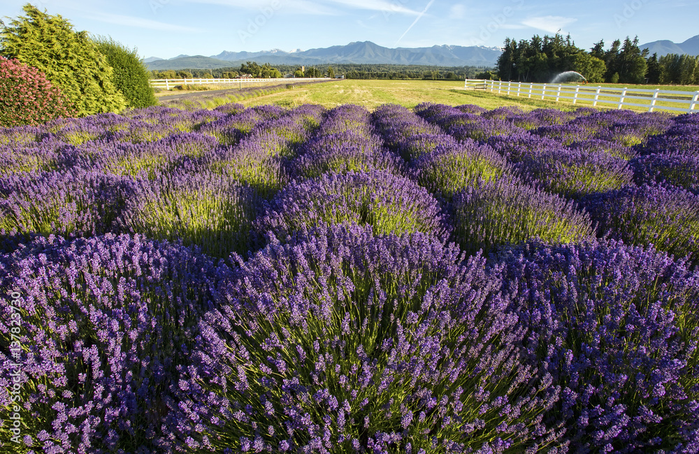 Lavender field Lavender field