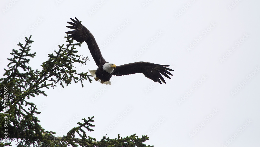 Obraz premium Bald Eagle (Haliaeetus leucocephalus) taking flight