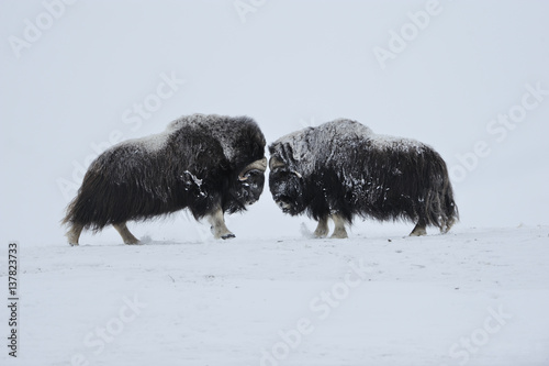 Two Muskox  standing  face to face in snow, Dovrefjell National Park