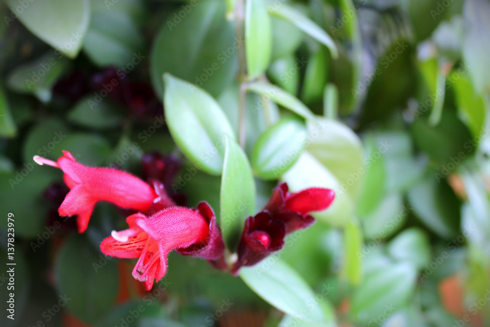 Columnea blossoming red flower with green leaves 