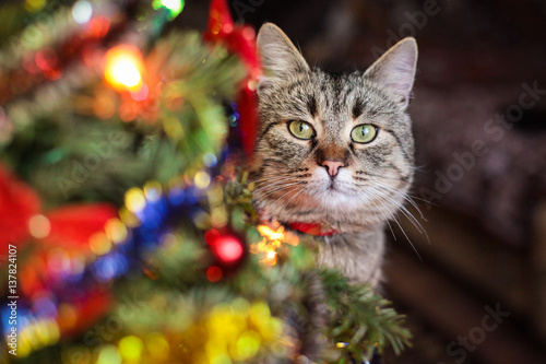  Christmas Cat © Yulia