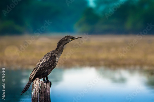 Darter bird sitting on a wooden branch near water lake in Keoladeo national park, Bharatpur, Rajasthan, India