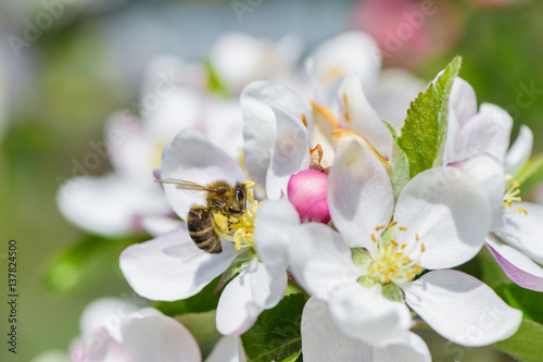 Obraz na plátně Bee on apple blossom.