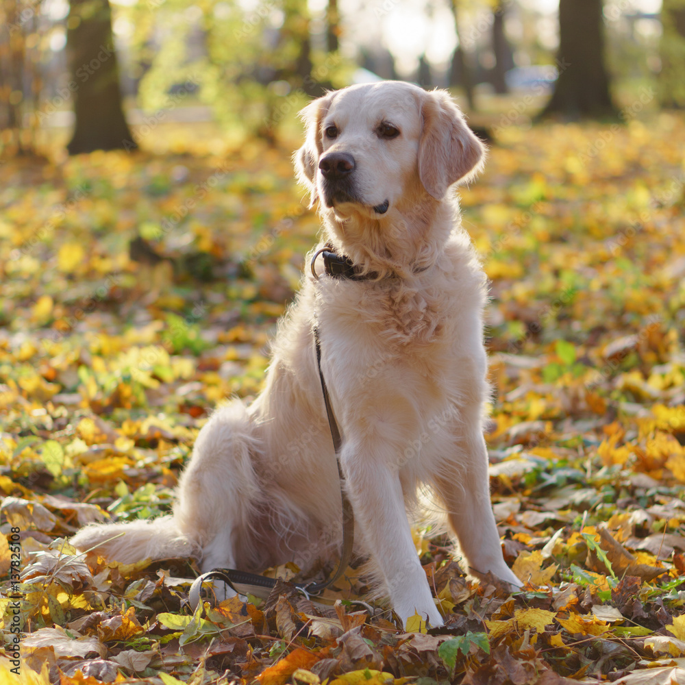 Adorable golden retriever dog sitting on a fallen yellow leaves. Adorable golden retriever dog sitting on a fallen yellow leaves.