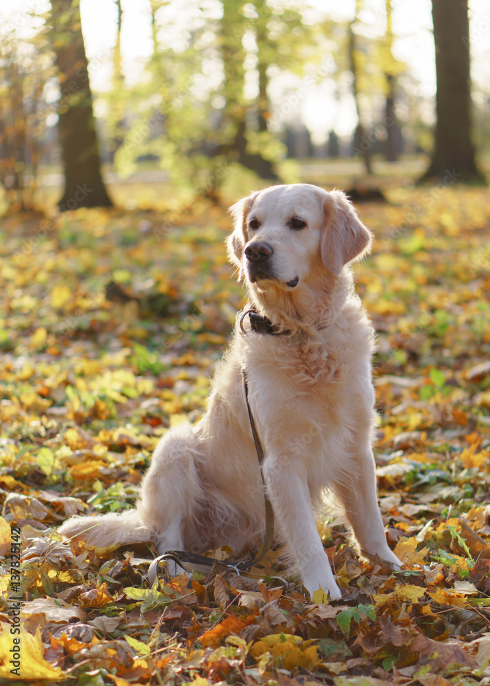 Adorable golden retriever dog sitting on a fallen yellow leaves.