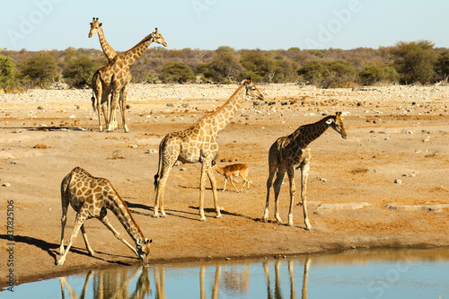 Giraffen Szenerie am Wasserloch